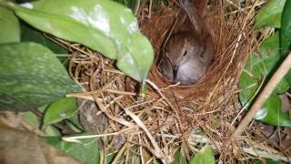 female nightingale feeding her chicks