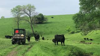 A Quick Check Of The Cows And Calves From The Kubota RTV 900.