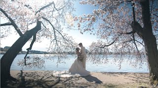 Washington DC Cherry Blossoms | Wedding Elopement Video | Tidal Basin