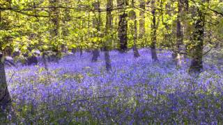 Forest of Dean Bluebells