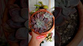 Repotting New Succulents - Graptoveria "Lilac Spoons"