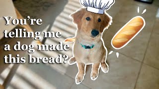 My Dog Bakes the Tastiest Bread Ever!