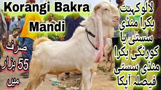 korangi Bakra mandi SASTi Hy kiyea |Nov17, 24 bharpoor maal agyea #mashallahcattleandgoatfarmawadh