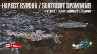 НЕРЕСТ КУМЖИ / SEATROUT SPAWNING Vol. 2 (Salmon protection)