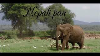 Nepali pan nepalis Viral song // Nepali Heart Touchig Song //  #edit #anxmus