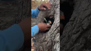 Parrot in a big tree met in the jungle