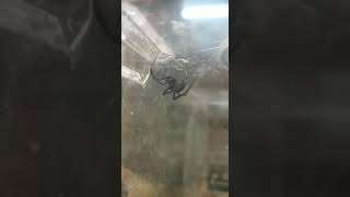 Black Widow Cleaning herself