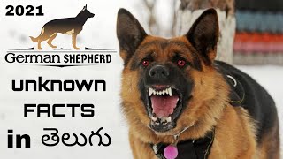 GERMAN SHEPHERD DOG INFORMATION | Telugu | Taju logics