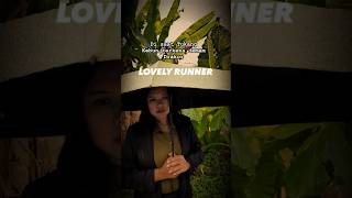 Tukang Kebun terkena demam drakor LOVELY RUNNER