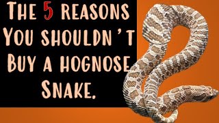 5 reasons why you shouldn't buy a hognose snake