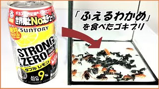 蟻戦争Ⅲ＃195 「ふえるわかめ」を大量に食べたゴキブリに缶チューハイを飲ませたらめちゃくちゃ吐く説。編～Cockroaches eating proliferating seaweed～