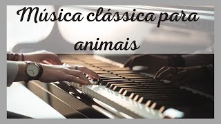 🎼 MUSICA CLÁSSICA PARA ANIMAIS - AO SOM DE PIANO 🎹