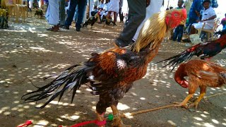 Parrot Nose Short Beak And long Tail | yellow legs good Breed