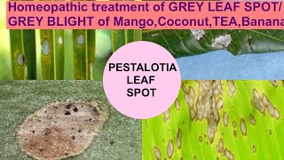 Homeopathic treatment of GREY LEAF SPOT DISEASE of Mango,Coconut#grey_blight_of_tea#pestalotiafungus