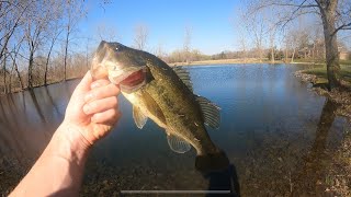 RECORD DAY OF BASS FISHING (Topwater Blowups)