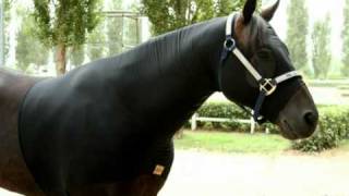 Cooler la coperta che asciuga il cavallo in pochi minuti - Reny Horse Equipment.mpg