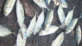 Duas Pescarias SENSACIONAIS Xereletes Largados na Pedra #pescaria #pescadores #pesca