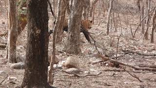 Tiger marks his territory at Ranthambore -April 2022