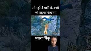 लोमड़ी ने पक्षी के बच्चे को उड़ना सिखाया #shorts #viral