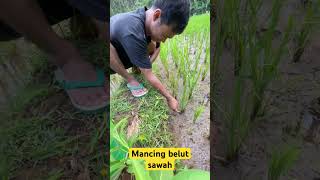 MANCING BELUT SAWAH #part8 #shortvideo #shorts