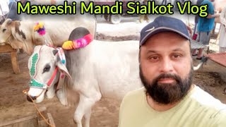 Sialkot Akbarabad Maweshi Mandi 2023 | Cow Rates In Mandi