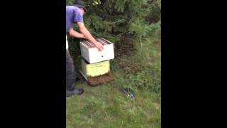 How to move a swarm of bees if you have the balls!