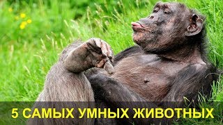 5 Самых Умных Животных. Самые Умные Животные в Мире.