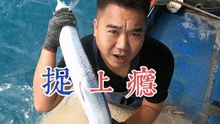 渔民父子拉浮网越捉越上瘾，关键是还能挣钱，今晚必须安排榨菜闷鱼犒劳自己