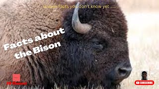 5 Facts About The Bison, Unique facts you don't know yet…