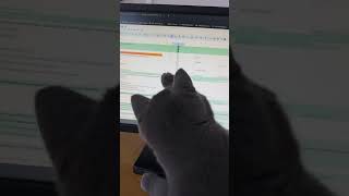 Working from home problems 🤦‍♀️ watch till end see what she does 😂 | #britishshorthair