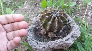 SABES COMO SE REPRODUCEN LOS CACTUS?