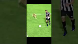 Dog vs soccer player 😅#short #football #funny #dog