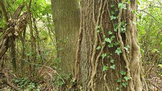 Histoire d'amour entre chêne et frêne Fusion de deux arbres d'espèces différentes un beau symbole