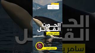 وثائقي حوت الأوركا القاتل* أداء سامر يونس#عيد #وثائقيات #الحوت #الحيوانات_المفترسة #orca