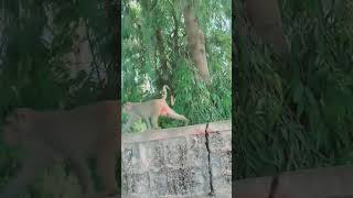 #Monkey angry mood#Monkey kgf style entry#Viral short