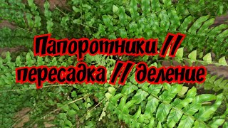 Папоротники // пересадка // деление