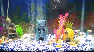 Cichlid Tank (spongebob)