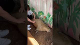 MEETING CAPYBARAS #shorts