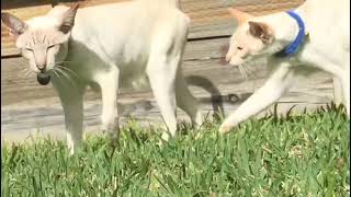 2 Brothers- WHITE ORIENTAL / SIAMESE CATS