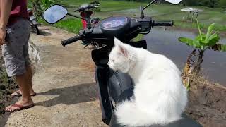 Kucing Jalan Jalan naik motor ke sawah - A Ramadhan day | Dewi Sulistiowati