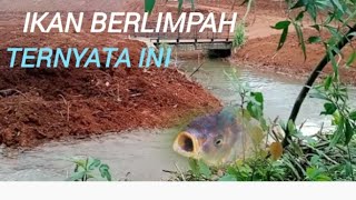 Air sungai meluap ternyata ini penyebab nya ikan pada naik ke parit sawah