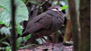 Olive backed Quail Dove | Leptotrygon veraguensis