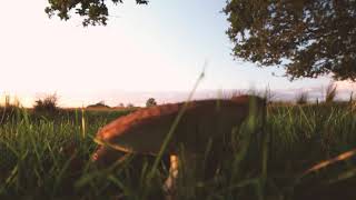 Mushroom Nature, Nature healing