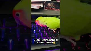 When you’re trying to get work done but you have a bird 😂 #love birds #cuteanimals #funnyanimals