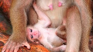 Rainbow is very cool comforting her mama Libby to relax & breastfed brother baby Leo