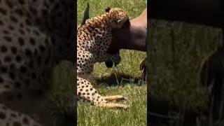 The most violent animal in the world 😱😱 || #shorts #viral #short