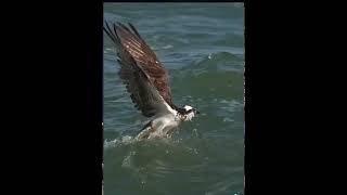 Ataque de águila aún pes impresionante #vidaynaturaleza