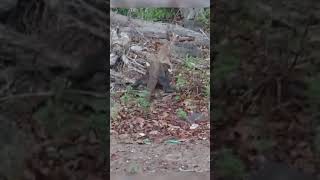 komodo dragon eats deer