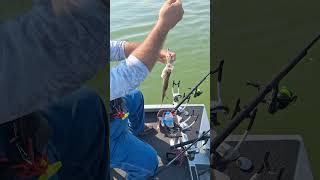 Trolling Pico INTs for crappie on J Percy Priest Lake 06/16/24 w CaptainCrappie