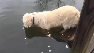 FisherDog